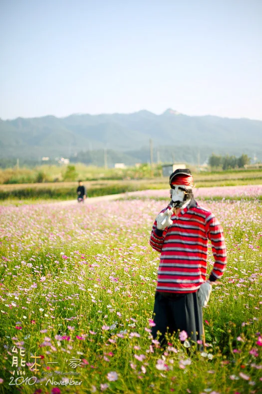 苗栗銅鑼杭菊季