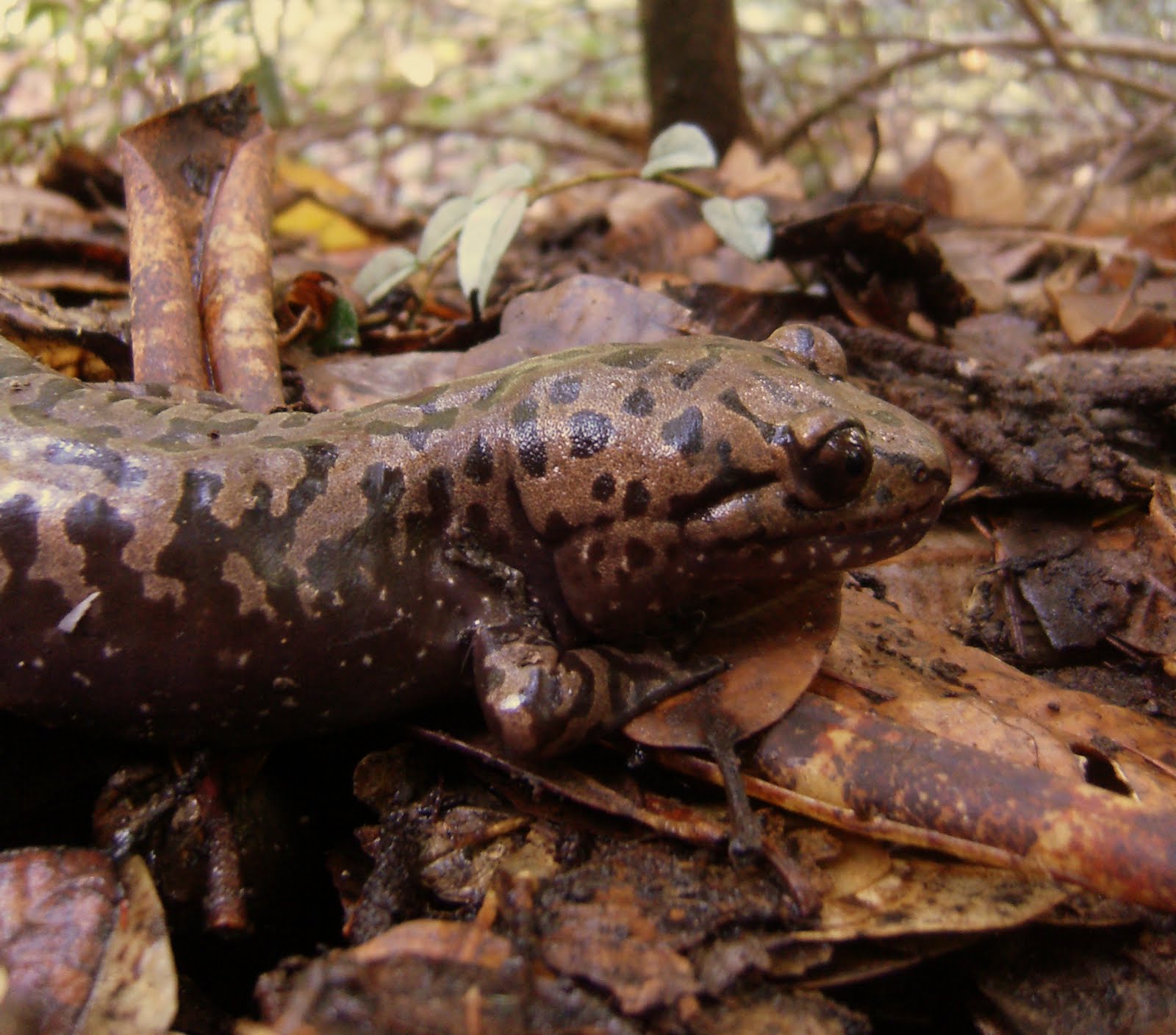 Tales From the Trails: Blotched! Tiger Salamander?