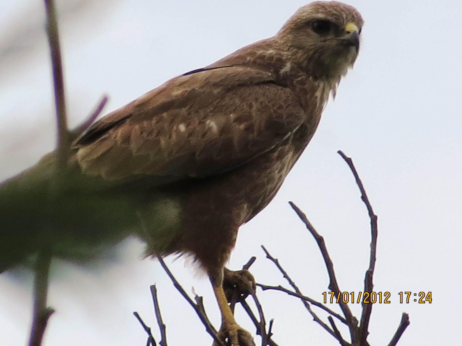 drakensview A clutch of birds and a clutch of Whitefaced duck eggs.