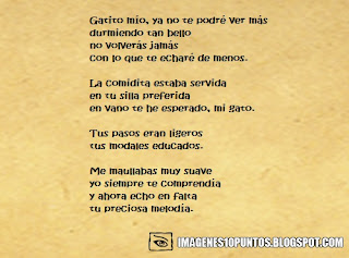 poemas de gatos poemas de gatos