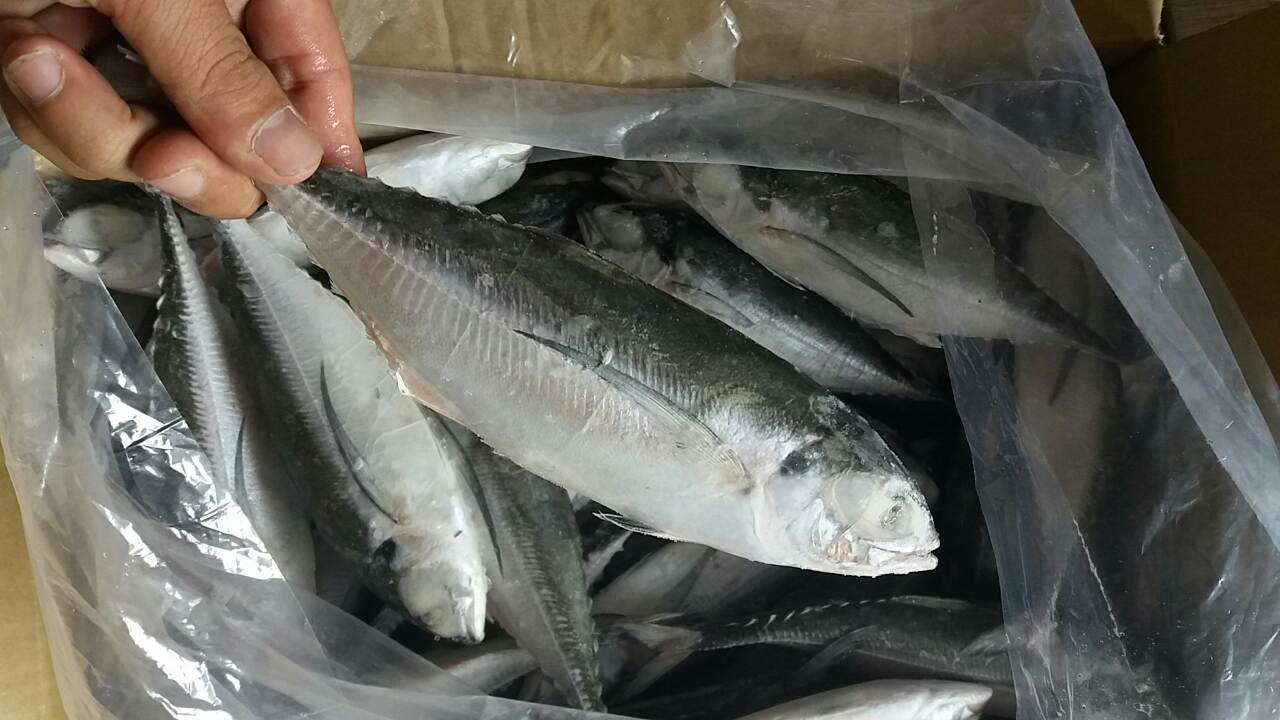 Our Profile (Atlantic Horse Mackerel Fish, Horse Mackerel Frozen,Horse