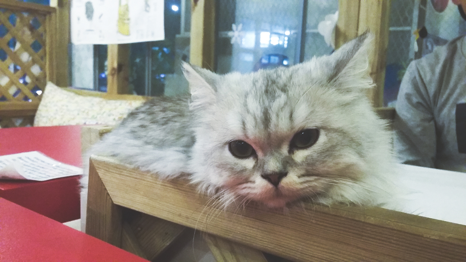 south korea, seoul, traveling, wanderlust, dangerously me, photography, cat cafe