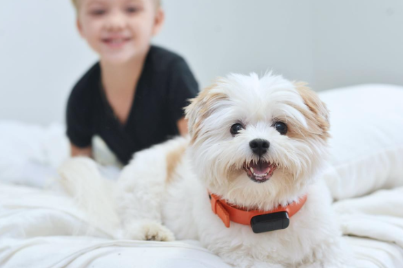 nuzzle smart collar