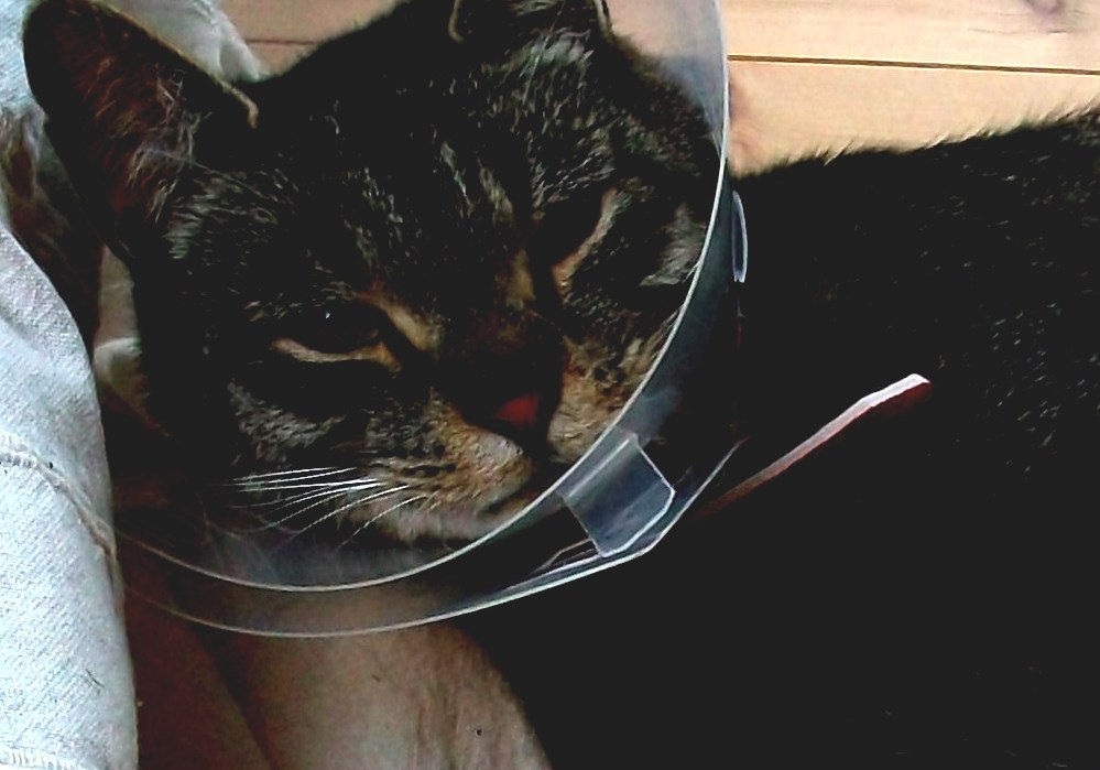 Elizabethan Collar Cat E Collar