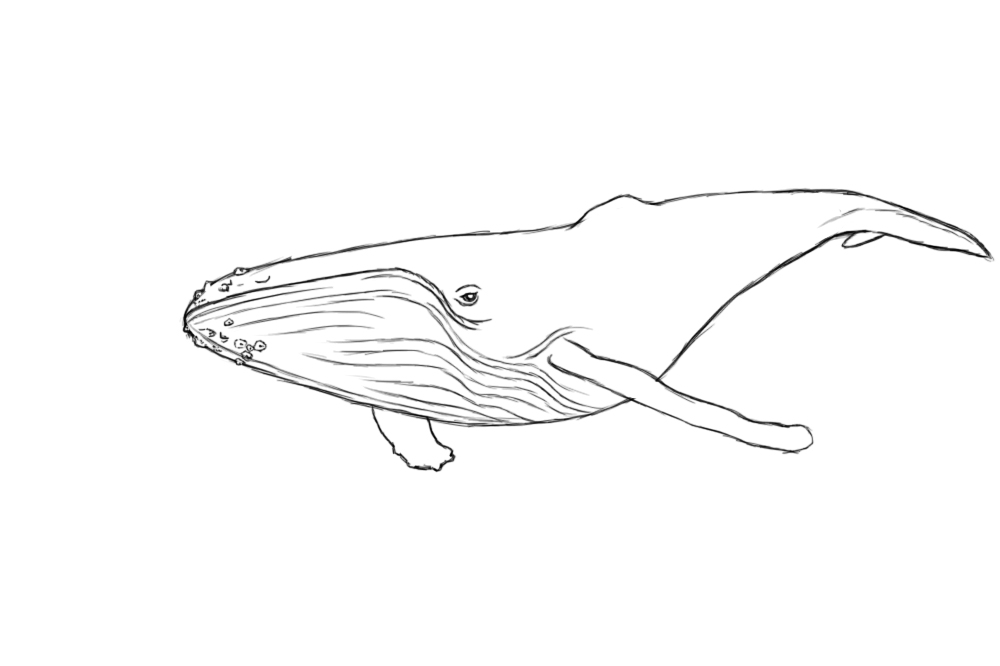 How To Draw A Whale - Draw Central