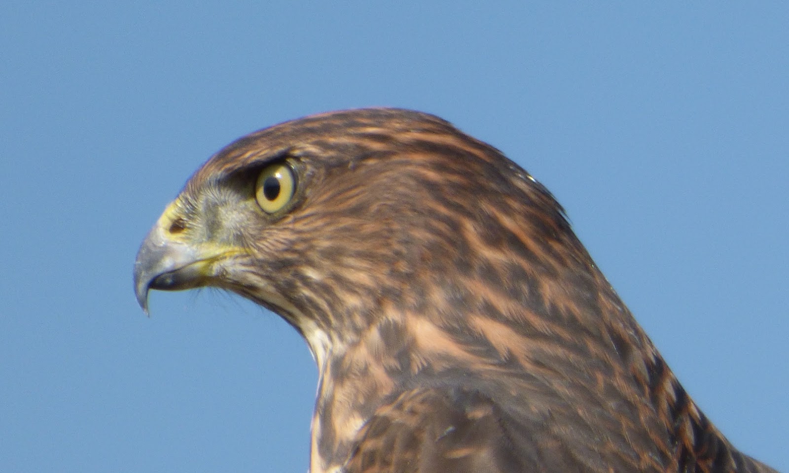 Geotripper's California Birds Juvenile Cooper's Hawk on the Tuolumne River