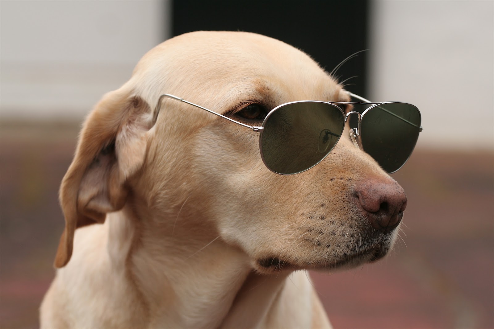 Cool Fun Animal Funny Animal 22