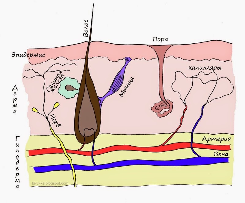строение кожи человека - рисунок