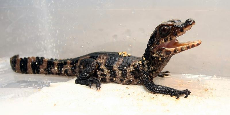 Baby Animals: Hatchling 3
