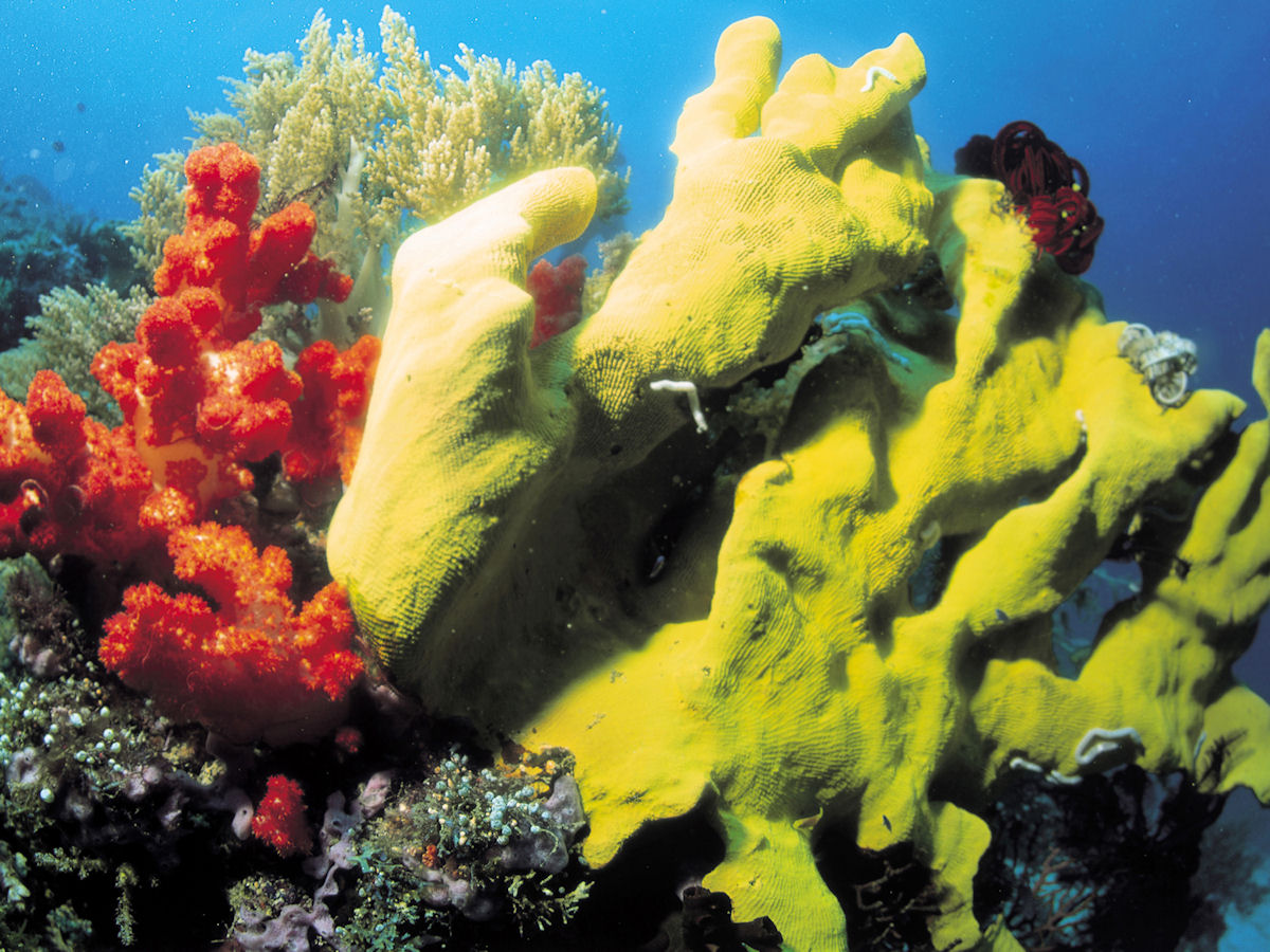 Fotografías de corales y arrecifes en el fondo marino I Fotografías de corales y arrecifes en