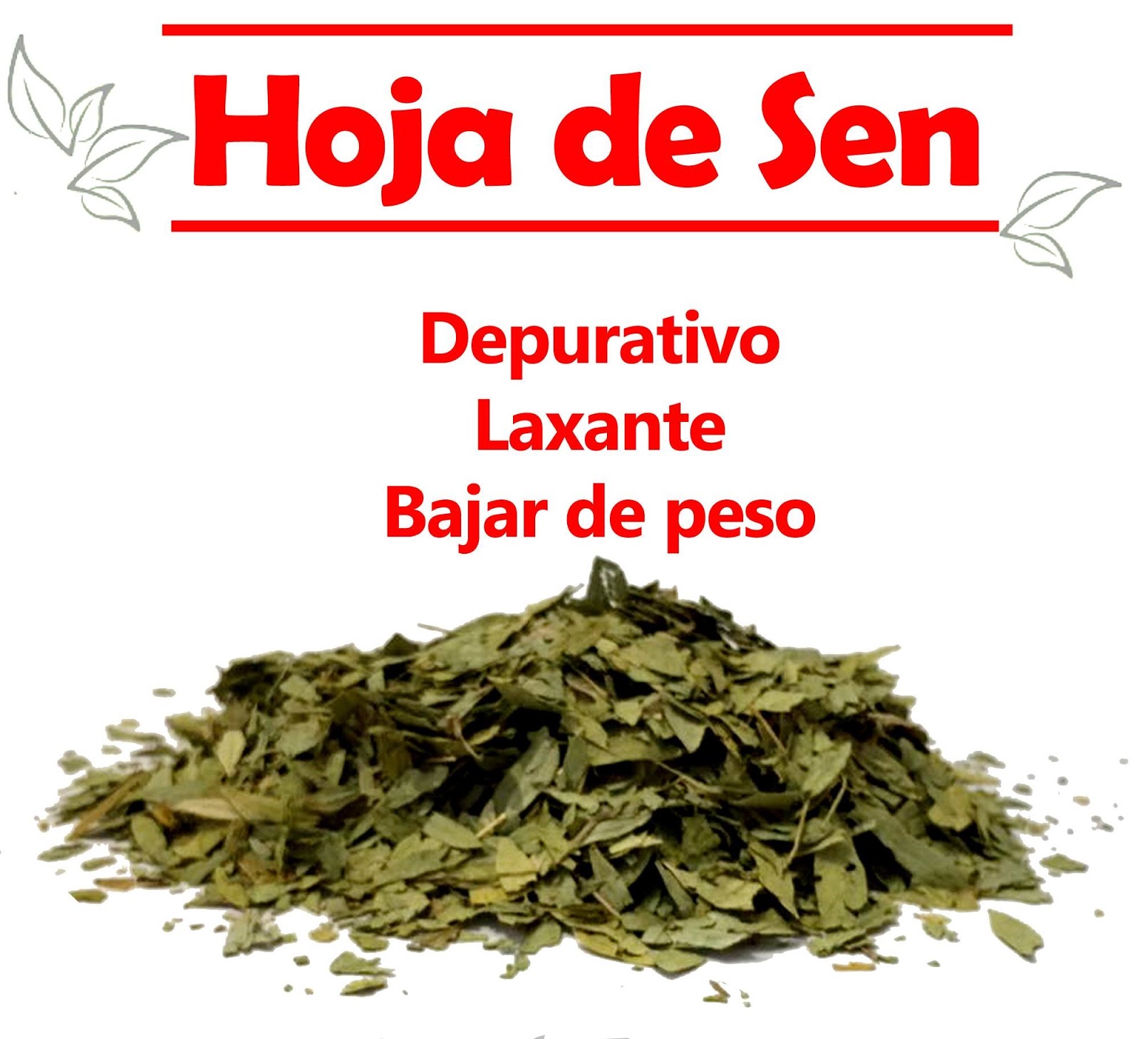 Arriba 105+ Foto Cuál Es La Hoja De Sen Lleno