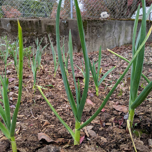 garlic stalks in early spring