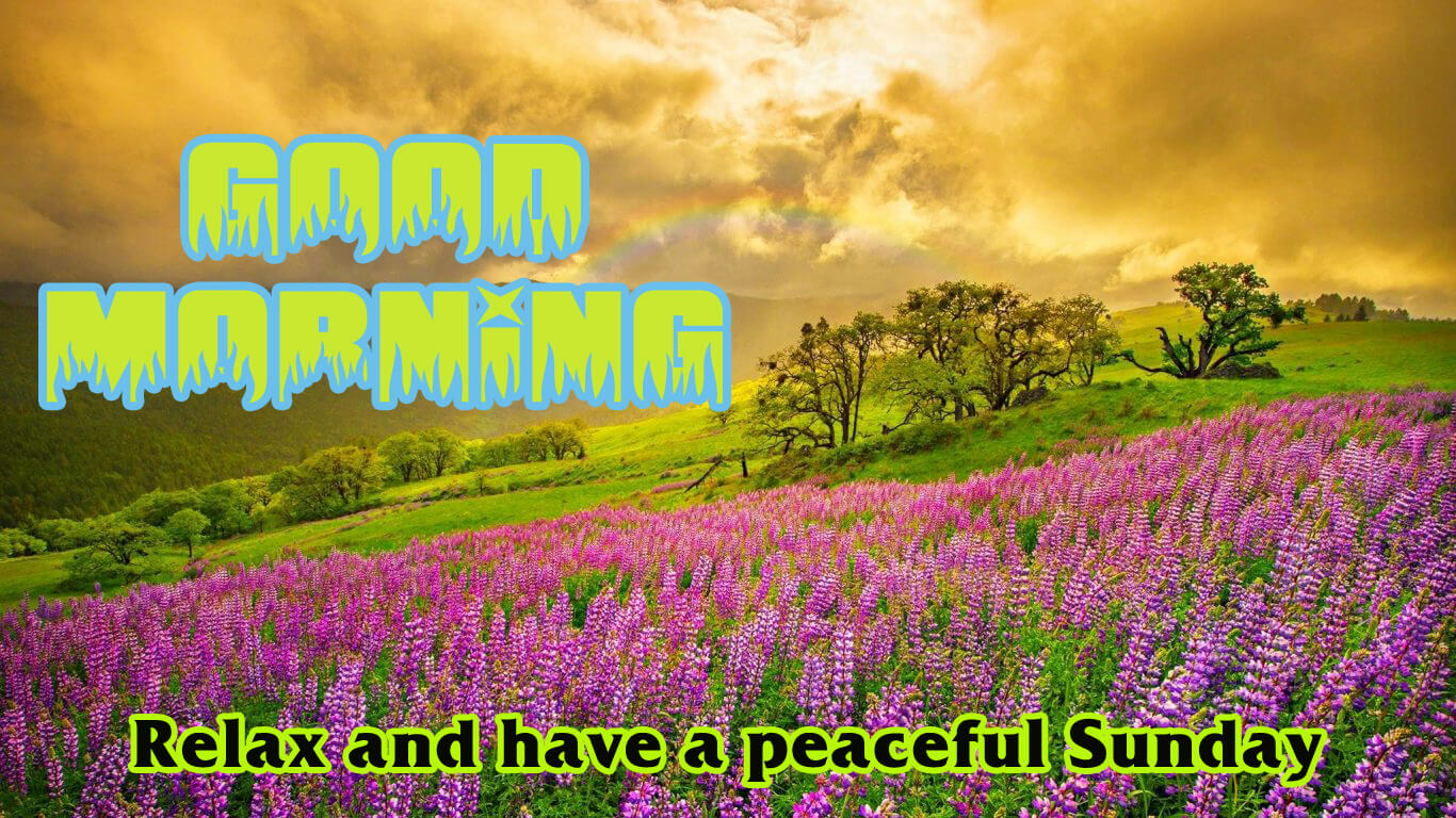 Lovable Images Good Morning Sunday Wallpapers Download Sunday