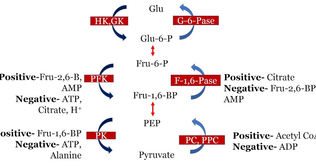 Reciprocal Regulation of Glycolysis and Gluconeogensis Prevent Futile Cycle