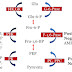 Carbohydrate Metabolism: MCQ on Glycolysis &Gluconeogenesis
