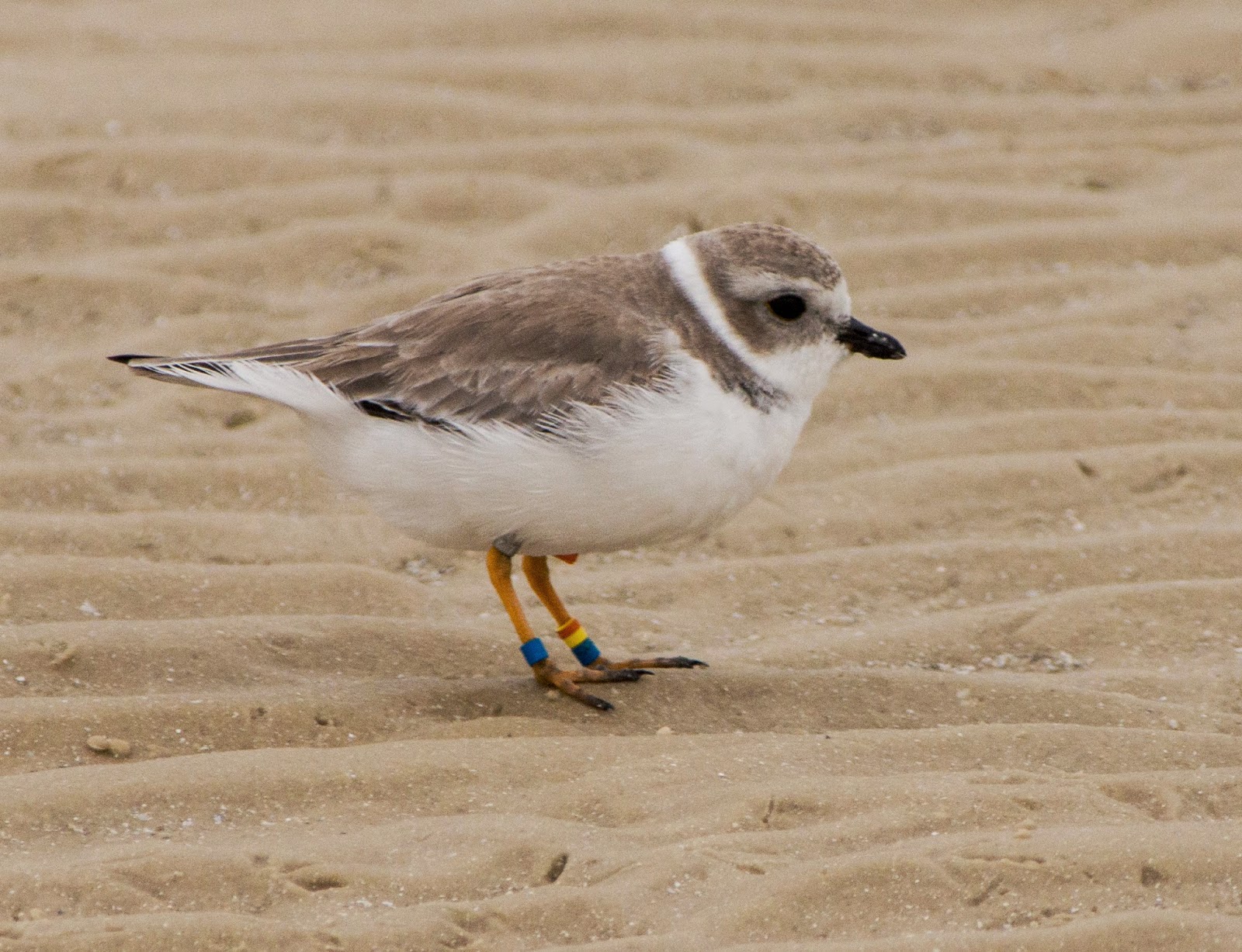 Breanna's Birding Blog: Plovers at Estero Beach - December 7, 2014