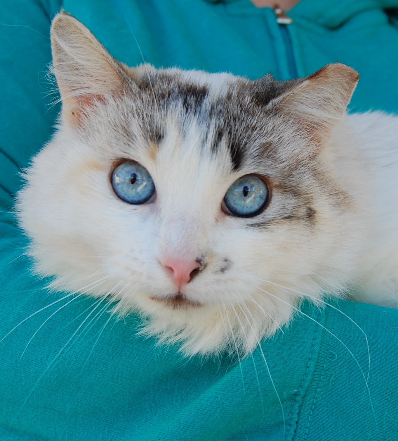 ariel's pet cat