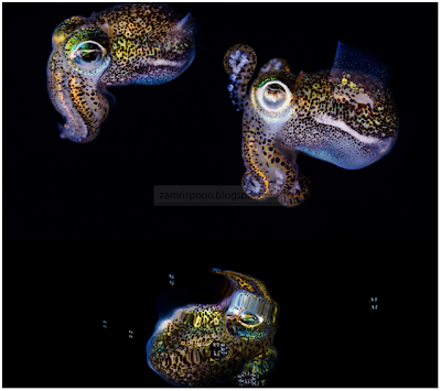 Open Minda: Menakjubkan ! Foto Sotong Kurita Bercahaya Didasar Laut