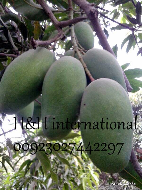 Fresh Mango Export from Pakistan