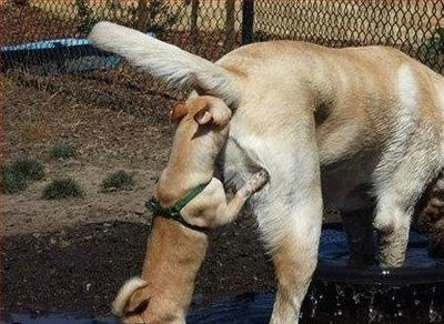 1perro+ojete.jpg