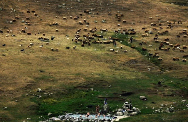 The sheep grazing on pastures of Sarein, Ardebil.