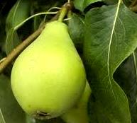 Pera Foto de una pera con hoja - Fruta