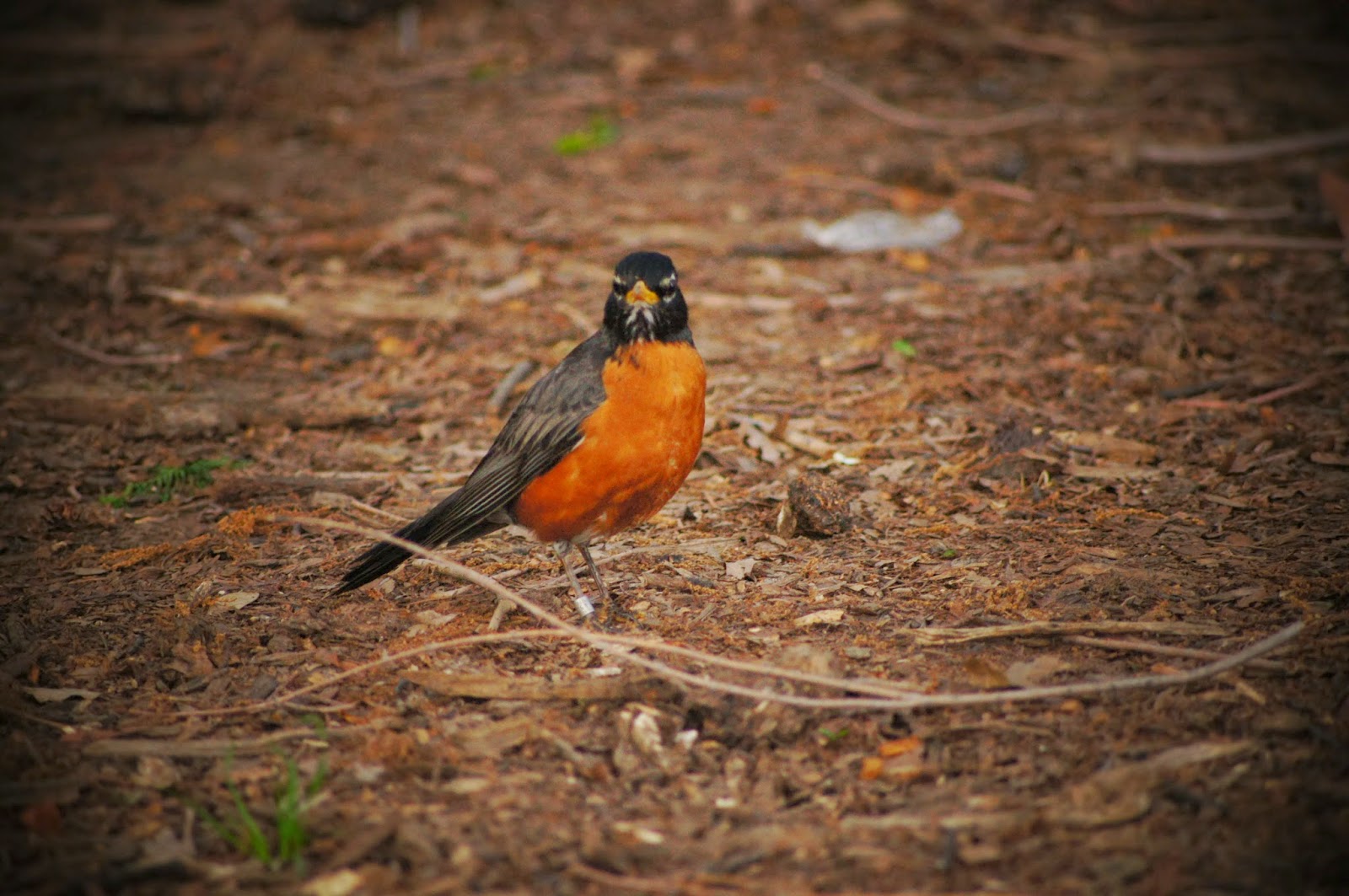 10 bird on the ground free images 1 million free pictures