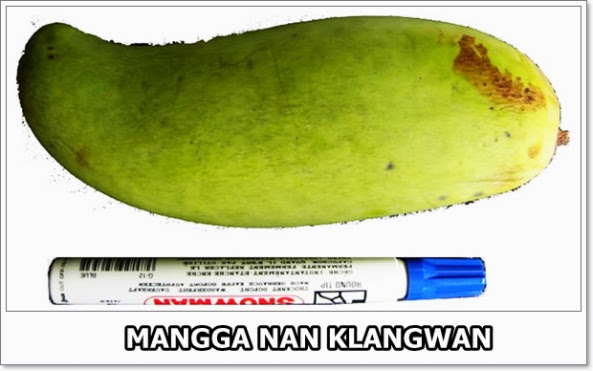 Caraka Purwo Wibisono: Mengenal manfaat dan khasiat buah mangga nan klangwan