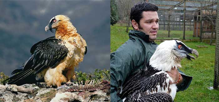 Bearded vultures Bearded vultures