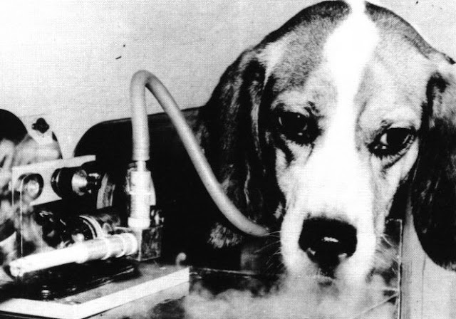 perro fumando en experimento