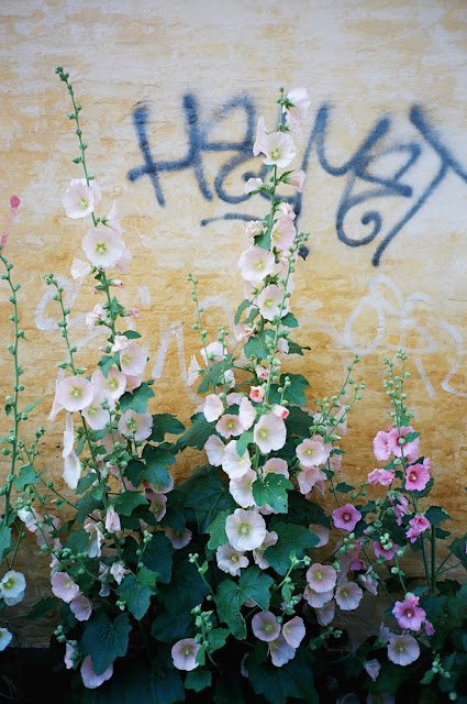 COPENHAGEN, DENMARK HOLLYHOCK 2011 © VAC, FIELDWORK, VISUAL ATHLETICS CLUB, WILD FLOWERS, GRAFFITI