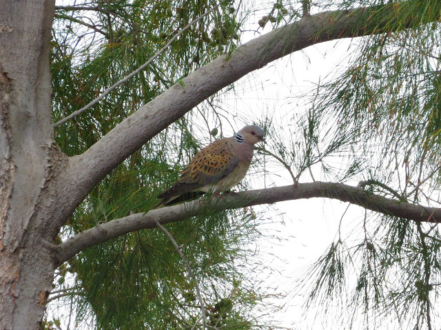 Turtle Dove - Golf Las Americas, Tenerife Turtle Dove - Golf Las Americas, Tenerife