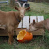 Golden Guernsey Goat Characteristics