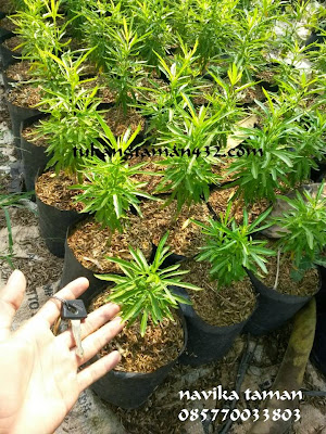 jual pohon zodia tanaman pengusir nyamuk jual tanaman jual pohon zodia tanaman pengusir nyamuk jual tanaman