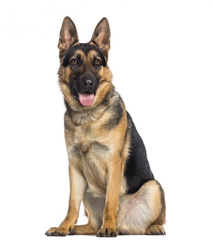 Dressage berger allemand | Comment dresser votre chien? Dressage berger allemand | Comment dresser votre chien?