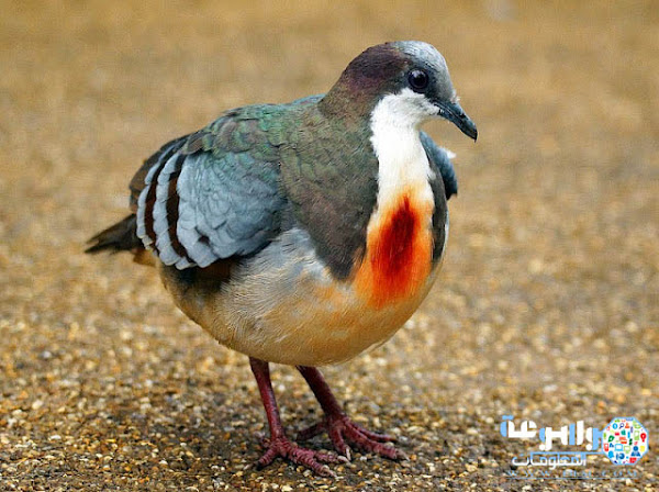 حمامة القلب الدامي