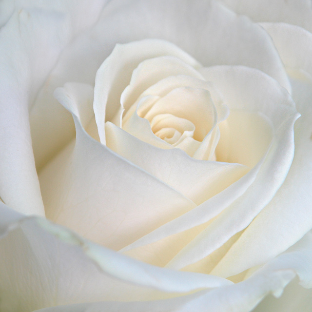 rose rose