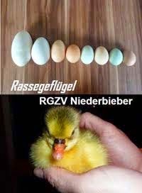 Rassegeflügelzucht