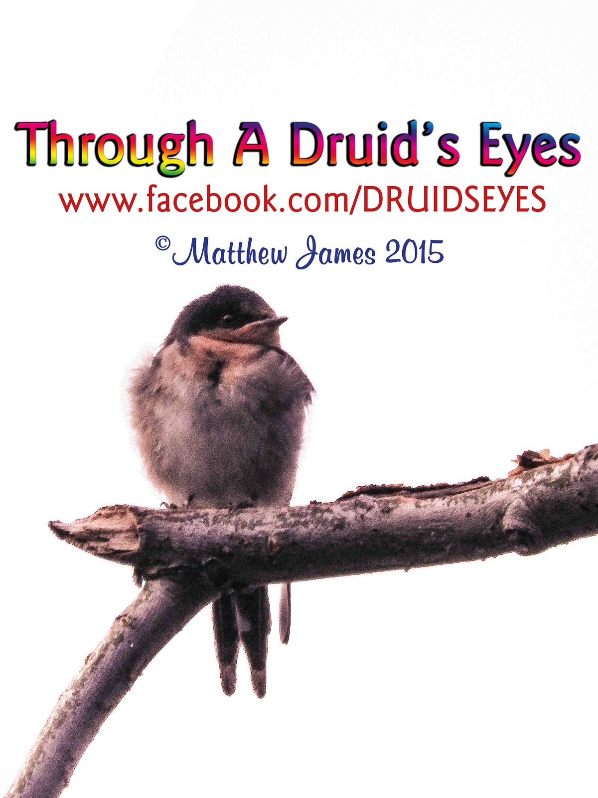 Through A Druid's Eyes