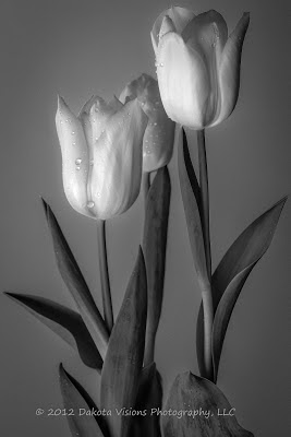 Black and White Photography of Flowers, Tulips, Color blind photography