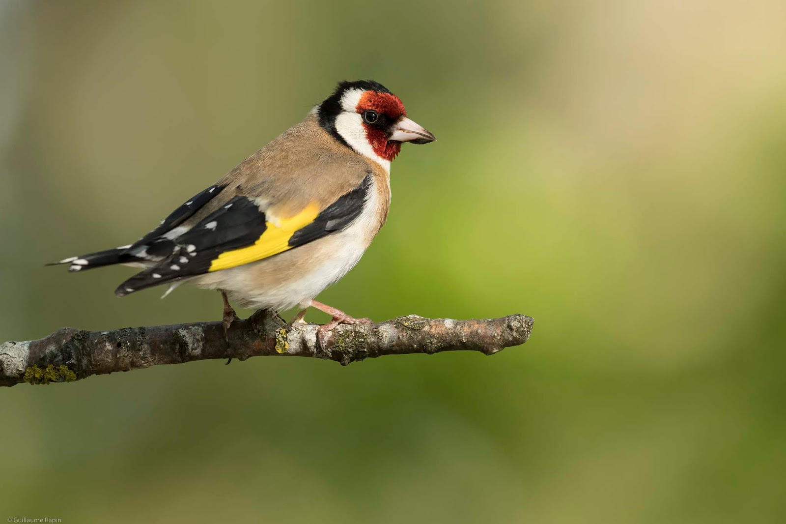 Chardonneret Elegant Au Plus Proche De La Nature