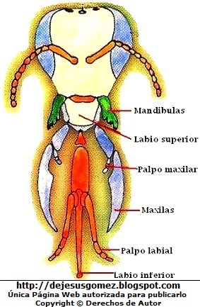 Aparato bucal de la abeja Imagen del Aparato bucal de la abeja indicando sus partes a colores