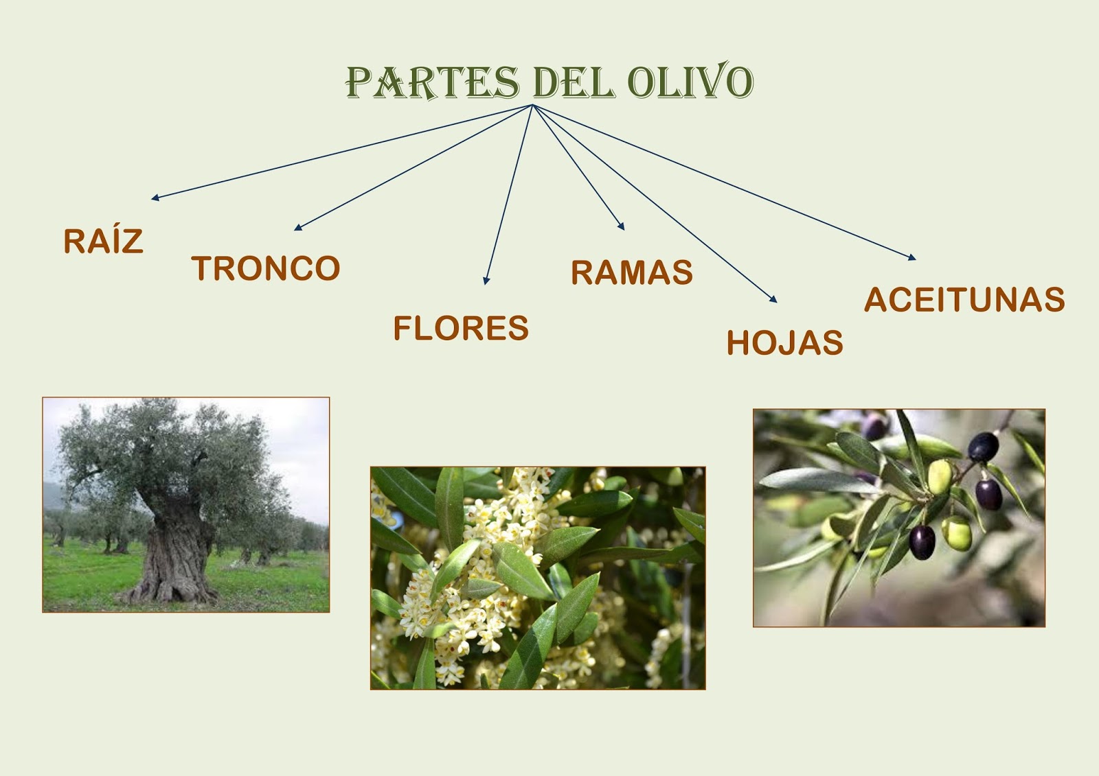 LAS ROQUERAS PARTES DE UN OLIVO