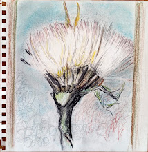 botanical sketches