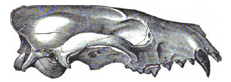 Mesocyon skull