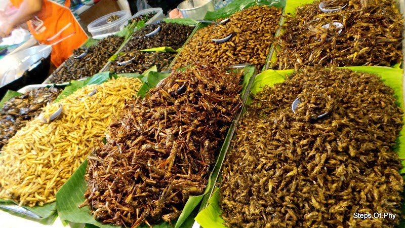 what is insect food