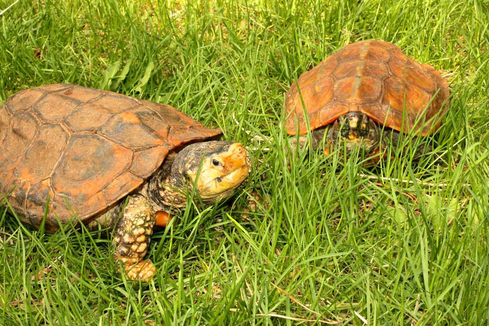 Kura kura ado. Черепаха маленькая сульката. Сульката бакулярис. Kura-kura coral. Kura kura ado.