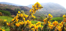 Vertaistuki, blogi, ulkomailla asuminen, irlanti, vuoristo irlanti, keltainen kukka