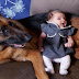 12 raisons pourquoi vous ne devez absolument jamais adopter un berger allemand!