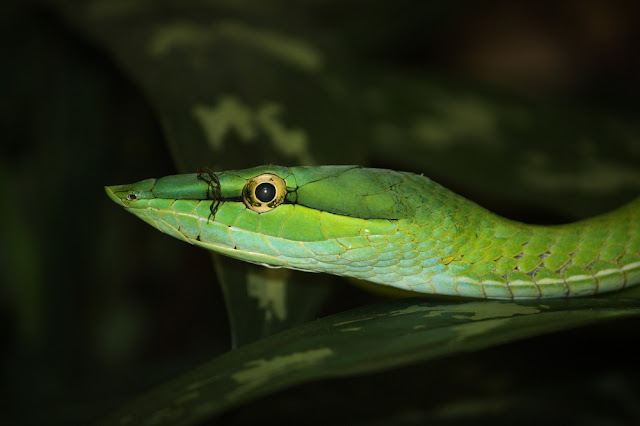 Long Nosed Vine Snake